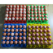 Plastic Egg Tray Machine 250ton